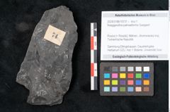 Foto (Objekt + Etikett) von Noeggerathia palmaeformis Goeppert (NHMW-GEO-2024-0188-10731)